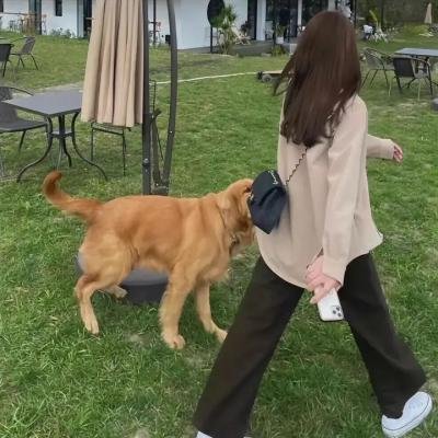 佩尼特环游世界的爱